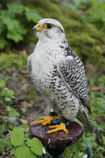 White gyrfalcon | Flickr - Photo Sharing!