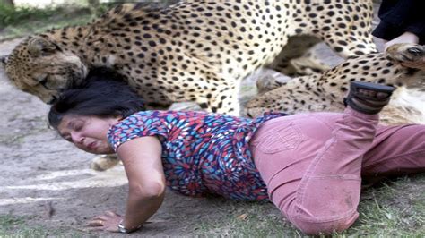 Footage shows shocking tiger attack on Girl in Beijing's wildlife park ...