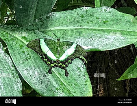 Butterfly camouflage hi-res stock photography and images - Alamy