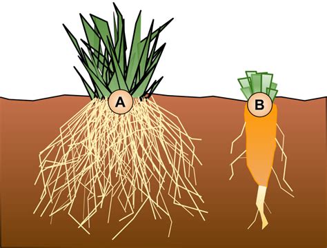 Difference Between Taproot And Fibrous Root [Here's The Answer] Studynature