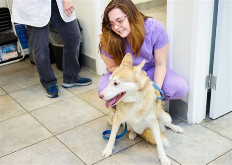 Hamptonburgh Animal Hospital Patient Gallery | Vet Clinic In Campbell Hall, NY