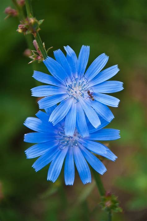 Chicory flowers stock photo. Image of living, nutrition - 42288922