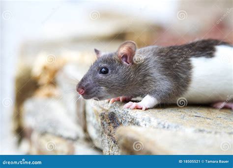 Hooded rat stock image. Image of creature, sweet, pest - 18505521