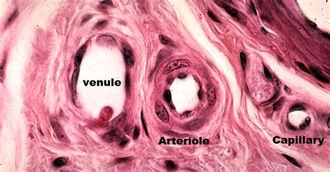 Capillary Histology