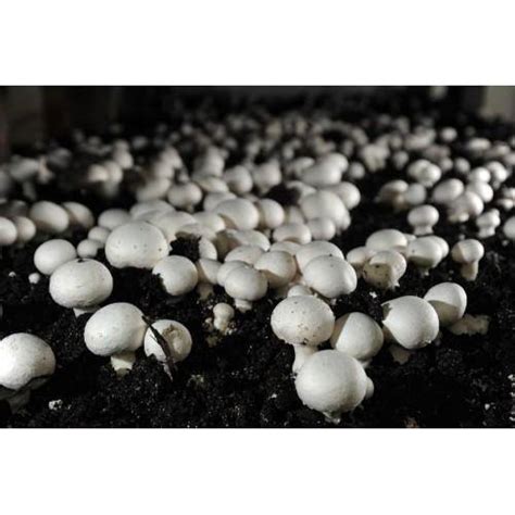 WHITE BUTTON mushroom spores /spawn mycelium (on dried seeds) - Other Home & Garden