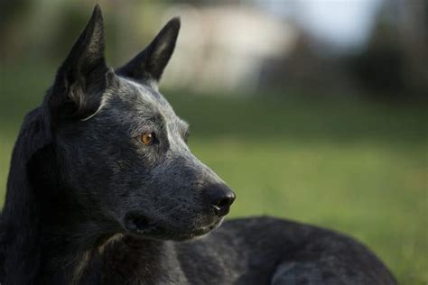 Australian Stumpy Tail Cattle Dog: Info, Pictures, Facts & Traits – Dogster