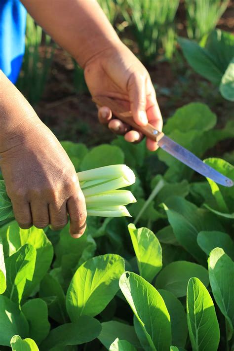 When and How to Harvest Bok Choy | Gardener’s Path