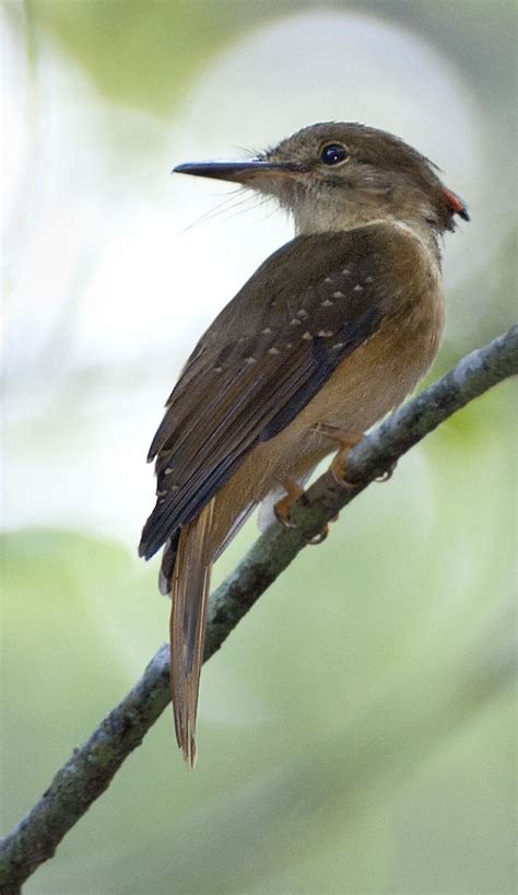 Northern Royal Flycatcher - Owen Deutsch Photography