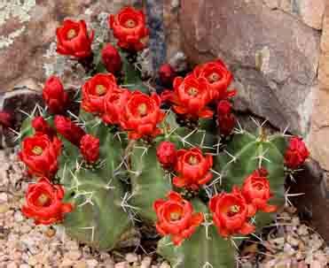 SFBG -Cactus, Claret Cup - Echinocereus triglochidiatus