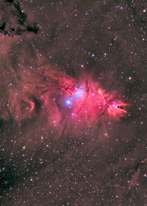 NGC 2264 the Cone and Fox Fur nebula | Nebula, Astronomy, Space and astronomy