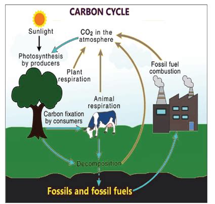 Overview Of The Carbon Cycle From A Systems Perspective, 41% OFF