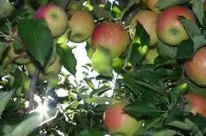 Autumn is For Apple Picking | Sing Laugh Learn