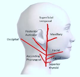 miscellaneous - BRANCHES OF EXTERNAL CAROTID ARTERY - Dr. Meenesh ...