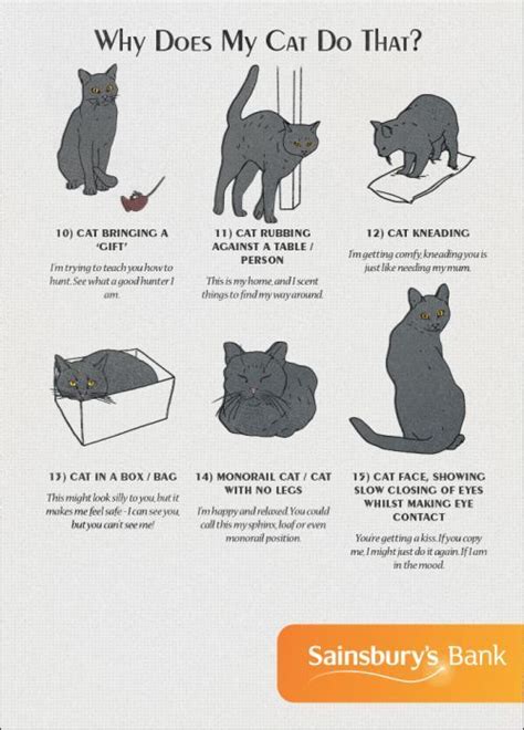 Cat Behavior | American Infographic | Cat behavior, Cat facts, Cat language