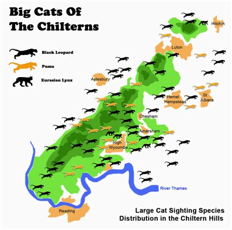 Big Cats Of The Chilterns - The definative guide to Buckinghamshires big cat sightings