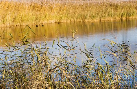 Wetlands Conservation Photograph by Susan Daniels - Fine Art America