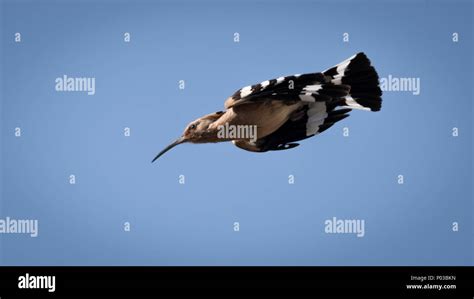 Hoopee- Israel National bird in flight Stock Photo - Alamy