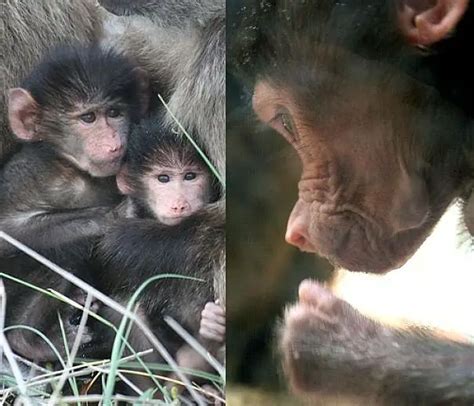 Baboon Facts - Animal Facts Encyclopedia