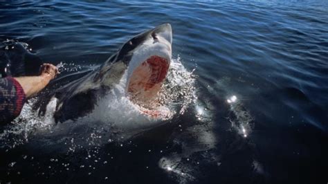 ‘Looking back at some of the gruesome shark attacks in Sydney Harbour’ - Starts at 60