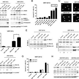 Proposed mechanism of action of ABT-199 alone or in combination with... | Download Scientific ...