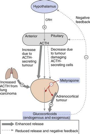 Corticosteroids (glucocorticoids and mineralocorticoids) | Basicmedical Key