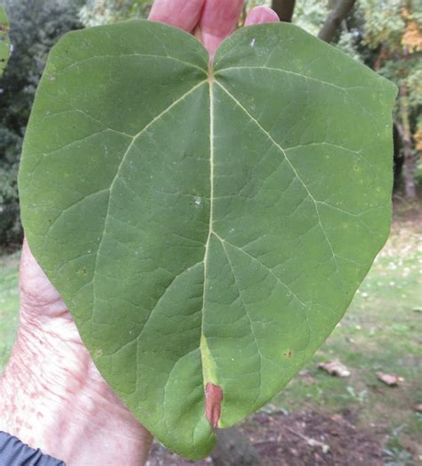 Leaf Large - Tree Guide UK Tree ID by large leaf