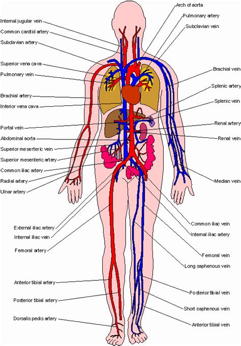 arteries and veins | Blood System | Pinterest