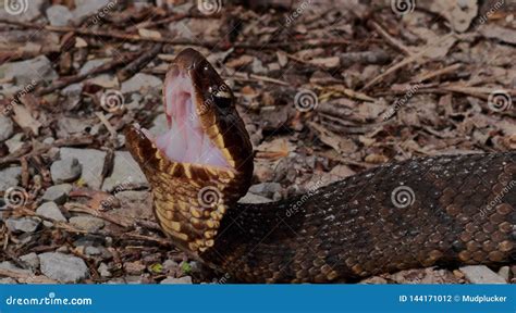 Cottonmouth ready to bite stock photo. Image of water - 144171012