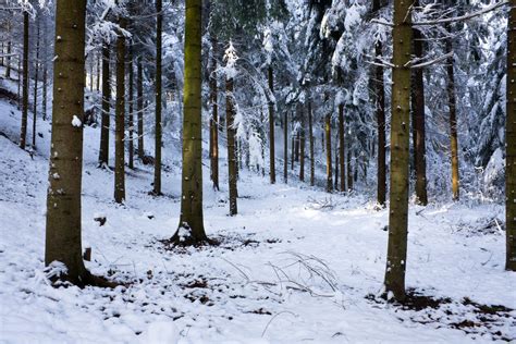 Peaceful winter forest Free Photo Download | FreeImages