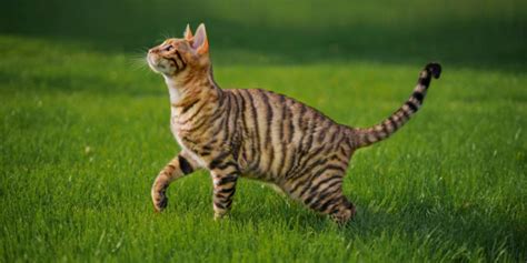 8 Purrfect Cat Breeds With Stripes