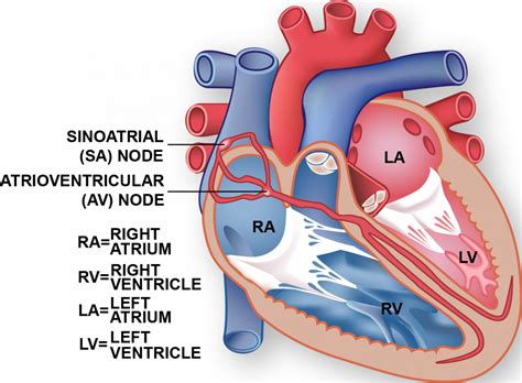 Conduction System | The Texas Heart Institute®