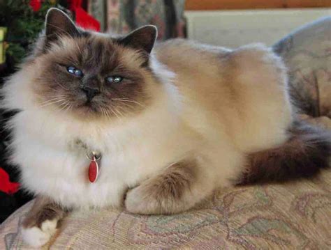 Cat Lucky: Birman Cat Breed