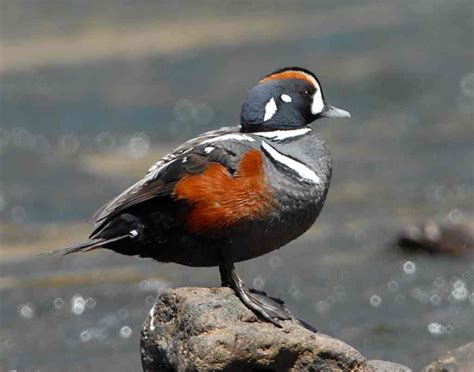 Harlequin Duck