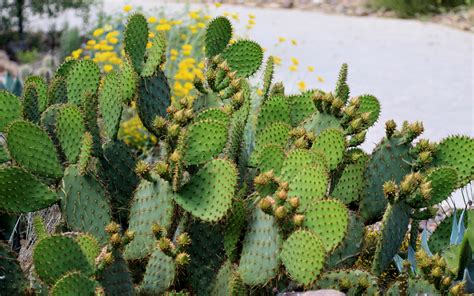 Download wallpaper 3840x2400 cactus, plant, needles, macro, green 4k ...