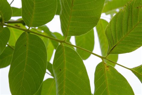 A Delightfully Short Guide to Identifying Trees By Their Leaves