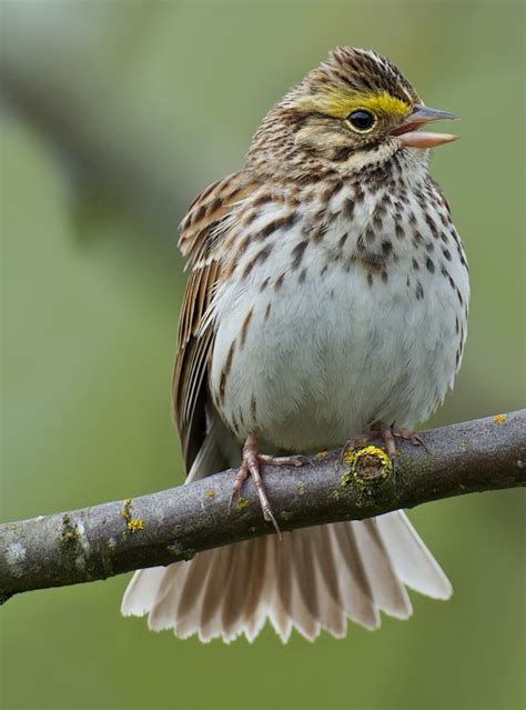 Restoring Prairies for Grassland Birds | BirdNote