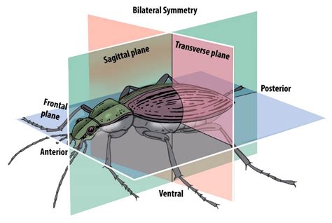 Radial And Bilateral Symmetry Diagram - Draw-metro