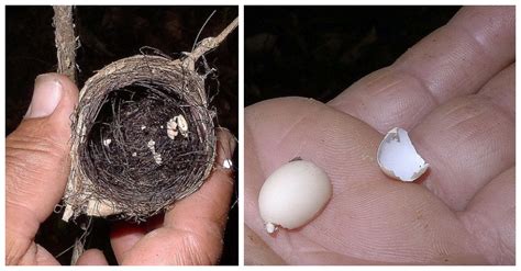 Hummingbird Egg Size Comparison