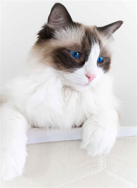 How Big Are Ragdoll Cats - Your Ragdoll Size Guide