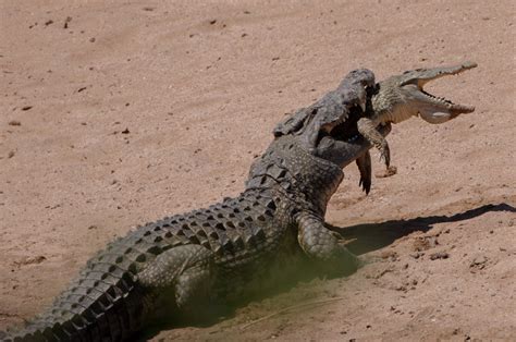 13-foot cannibal crocodile eats unlucky smaller beast