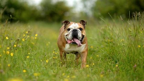 The Most Common Health Issues With English Bulldogs – Forbes Advisor