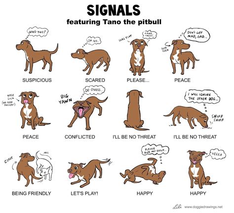 Top Dog Blog!: Doggie Language | Lenguaje de los perros, Perros ...