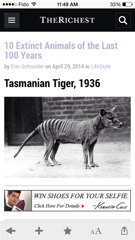 10 Extinct Animals Of The Last 100 Years - Musely