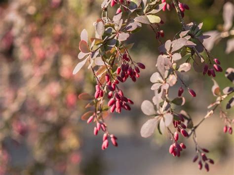 Barberry Plant Information - Growing And Caring For Barberry Shrubs