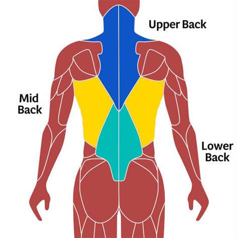 Best Back Exercises With Dumbbells - AskMen