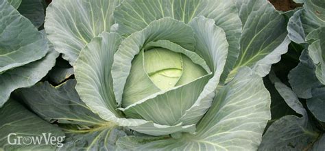 How to Maximise Your Spring Cabbage Harvest