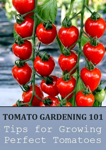 #Gardening : Tips for Growing Perfect Tomatoes - My Favorite Things