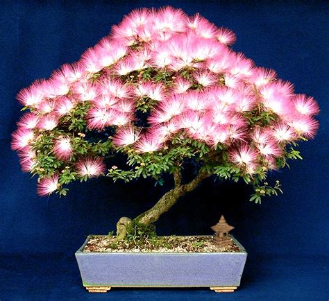 Bonzai Mimosa Tree Seeds 10 Silky | Etsy