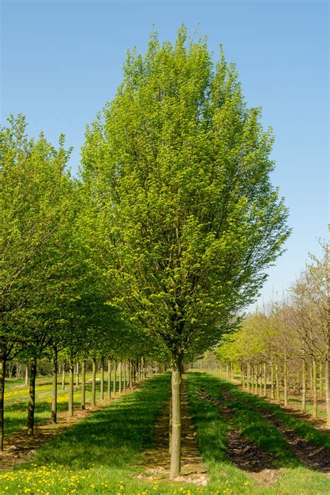 Carpinus betulus 'Fastigiata' | TreeEbb | Online bomenzoektool | Bostuin, Tuinplan, Bomentuin