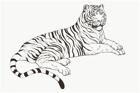 Hand drawn lying tiger overlay | premium image by rawpixel.com ในปี ...